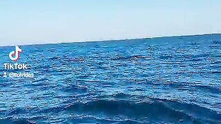 Atlantic delfins