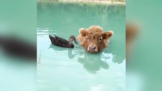 Cow And Duck Grew Up Together! Now Cow Likes To Swim And Looks More Like A Duck.
