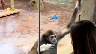 بندر کی چھیڑخانی لڑکی کے ساتھ اور لڑکی بھی فدا بندر پر