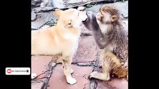 Кот Удивил Всех _ Случаи с Животными Снятые на Камеру.