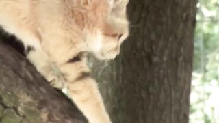 Кот который не оставляет следов, не пьёт воду, лает и поедает самых ядовитых оби