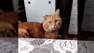 Кот поёт с хозяином песню.