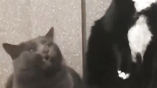 СМЕШНЫЕ КОТЫ, СОБАКИ И ДРУГИЕ ЖИВОТНЫЕ ???????????????? FUNNY ANIMALS VIDEOS