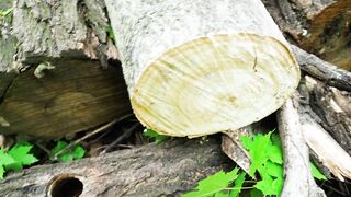 СПАСЕНИЕ МАЛЕНЬКИХ ПТЕНЦОВ, которых НАШЛИ в СПИЛЕННОМ ДЕРЕВЕ.