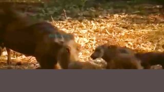 Eagle King defeats wild boar