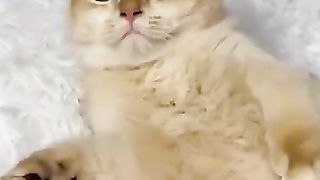 Cat is very vindictive