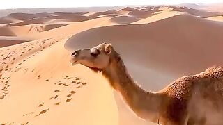 Видели как верблюд поднимается на песчаные дюны. Нет? Тогда смотрим!