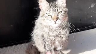 Trying to Save a Cat with an Almost Amputated Leg.
