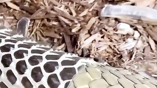 Королевская кобра сбрасывает кожу.