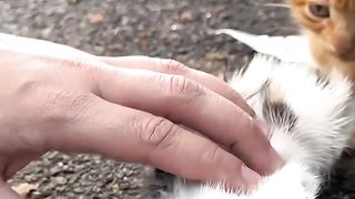 Trying to save two kittens hugging their sister who froze to death