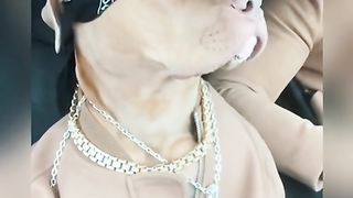 Dancing dog