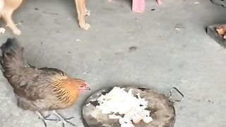 Funny animals