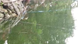 fishing fish