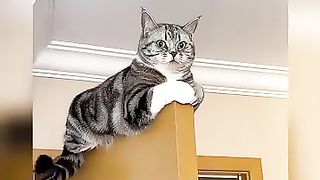 cute cat funny