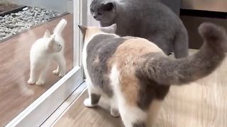Mama lala cemburu dan marah ga suka kucing kecil putih itu????