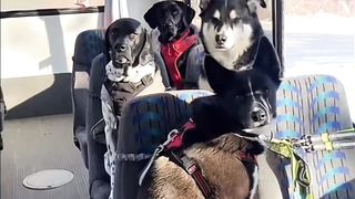 Cats vs. Dogs
