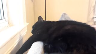 Gently rubbing him awake for quick pats and purring