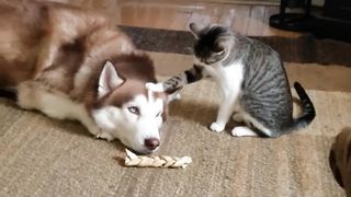 Husky gets bullied