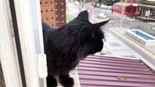 i met a black cat on my balcony this morning