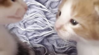 Kittens Talking.