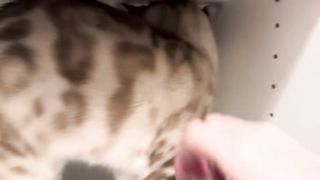 Kitty meows in happiness