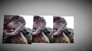 cat vlog meow