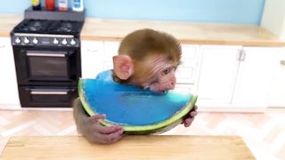 Monkey Baby Bon Bon eats Watermelon Jelly with puppies and bathes with ducklings in the bathroom