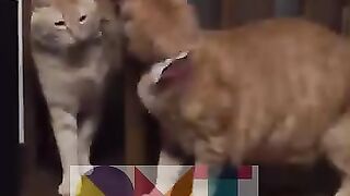 cute cat funny - part 2