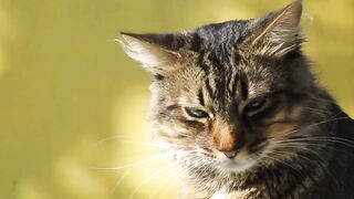 The Art of Cat Photography: Capturing the Essence of Your Furry Feline