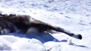 Minimarg Valley _ Horse stuck in avalanche
