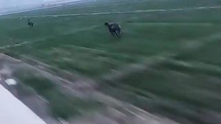 Greyhound running like cheetahs