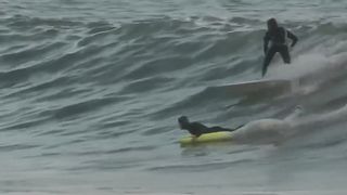 Dolphins+share+waves+with+surfers+at+Rincon