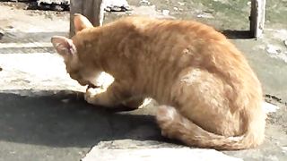 cat bones
