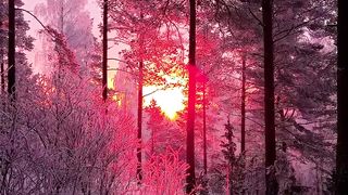 Winter Morning