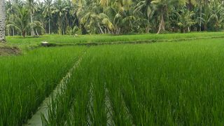 Padi yang menghijau di sawah
