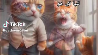 Cats video #funny