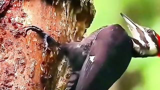 سبحان اللہ العظیم