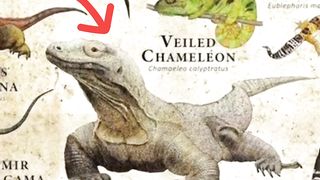 Komodo Dragon