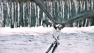 Strange Eagle ???? catch the ???? from Sea
