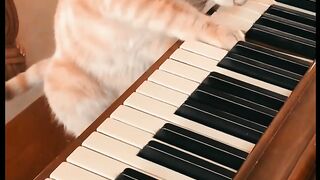kucing main piano