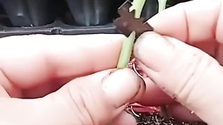 A Very Extraordinary Farming Technique