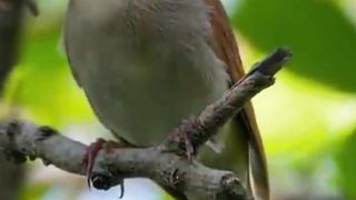 Melodius of Bird