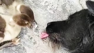 Drôle de vidéo animal lol trop cute