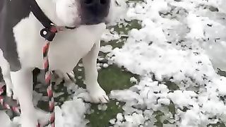 Smartest dog