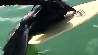 He save the bird from the shark