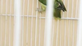 Parrot for sale in Pakistan and