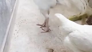 The pair is equal to