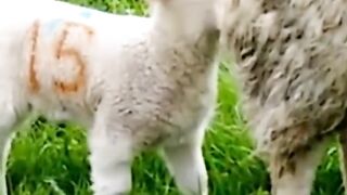 Drôles de vidéo un mouton adulte fait_ caca_. ☕️ funny videos animal lol lol lol.