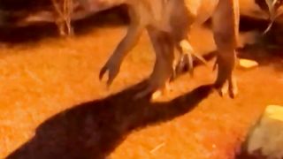 Dinosaur