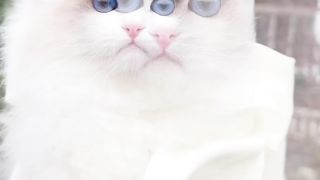 halo gaes comel bnget kan aku ini